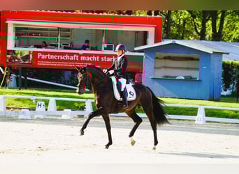Trakehner, Semental, 7 años, 174 cm