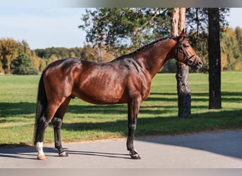 Trakehner, Semental, 10 años, 168 cm, Castaño