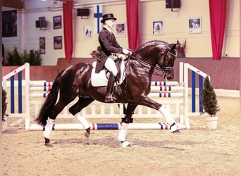 Trakehner, Semental, 15 años, 171 cm, Negro