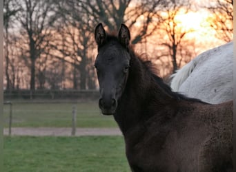 Trakehner, Semental, , 125 cm, Tordillo negro