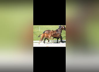 Trakehner, Semental, Potro (04/2026), 165 cm, Castaño