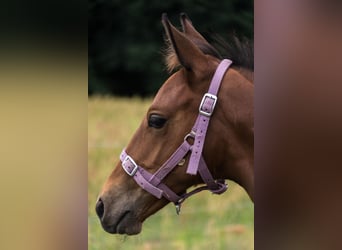 Trakehner, Semental, Potro (04/2023), 165 cm, Castaño