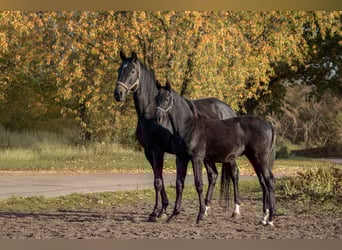 Trakehner, Semental, Potro (05/2025), 165 cm, Morcillo