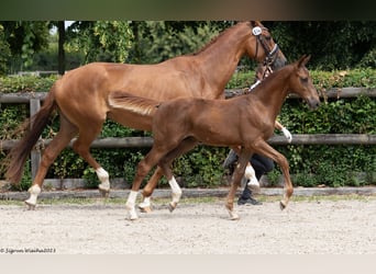 Trakehner, Semental, Potro (02/2023), 168 cm, Alazán