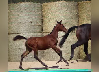 Trakehner, Semental, Potro (05/2025), 168 cm, Castaño