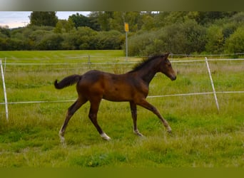 Trakehner, Semental, Potro (05/2025), 168 cm, Castaño oscuro