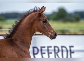 Trakehner, Semental, , 169 cm, Castaño oscuro