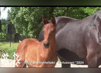 Trakehner, Semental, Potro (04/2024), 170 cm, Castaño