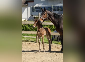Trakehner, Semental, Potro (04/2026), 170 cm, Castaño oscuro