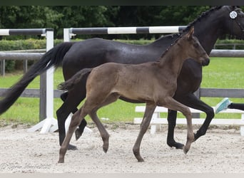 Trakehner, Semental, Potro (05/2025), 170 cm, Negro