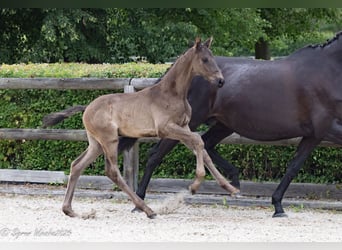 Trakehner, Semental, Potro (05/2025), 170 cm, Negro