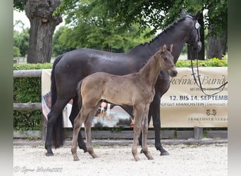 Trakehner, Semental, Potro (05/2025), 170 cm, Negro