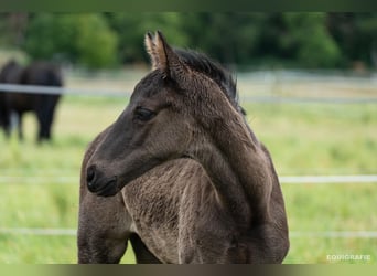 Trakehner, Semental, , 170 cm, Negro