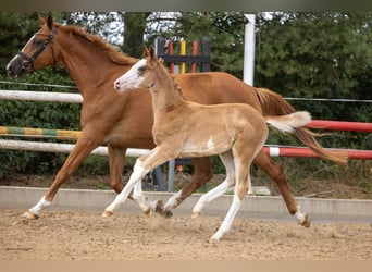 Trakehner, Semental, Potro (05/2026), Alazán