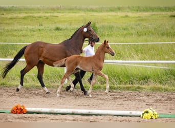Trakehner, Semental, Potro (04/2026), Alazán