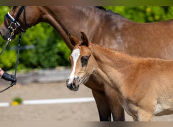 Trakehner, Semental, Potro (03/2023), Alazán