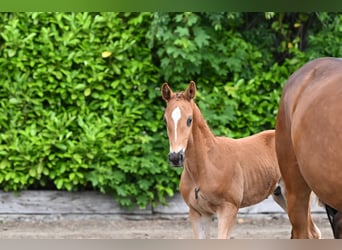 Trakehner, Semental, Potro (04/2026), Alazán