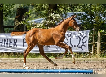 Trakehner, Semental, Potro (05/2023), Alazán-tostado