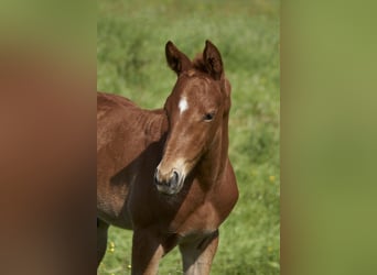 Trakehner, Semental, Potro (05/2023), Alazán-tostado