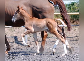 Trakehner, Semental, Potro (06/2023), Alazán-tostado