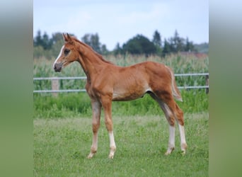 Trakehner, Semental, Potro (06/2023), Alazán-tostado