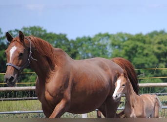 Trakehner, Semental, Potro (06/2023), Alazán-tostado