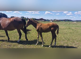 Trakehner, Semental, Potro (05/2025), Alazán-tostado