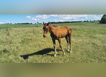 Trakehner, Semental, Potro (05/2025), Alazán-tostado