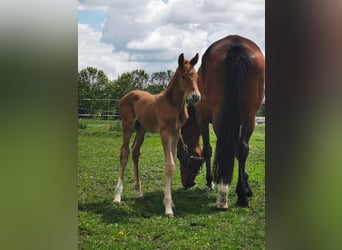 Trakehner, Semental, Potro (05/2025), Alazán-tostado