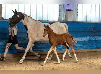 Trakehner, Semental, Potro (05/2026)