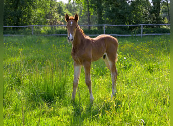 Trakehner, Semental, Potro (05/2026)