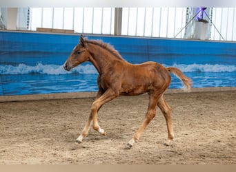 Trakehner, Semental, Potro (04/2026)