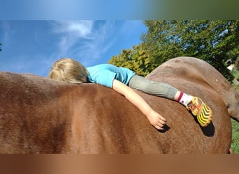 Trakehner, Semental, Potro (01/2025)