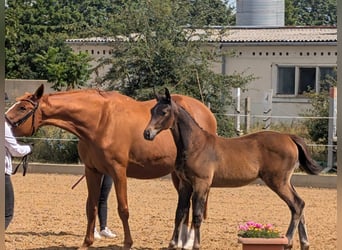 Trakehner, Semental, Potro (05/2026), Castaño