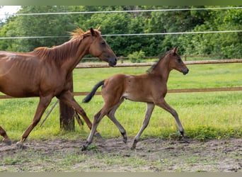 Trakehner, Semental, Potro (04/2026), Castaño