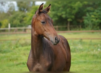 Trakehner, Semental, Potro (04/2026), Castaño