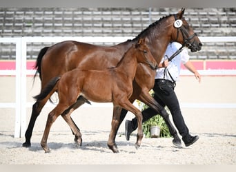 Trakehner, Semental, Potro (06/2026), Castaño