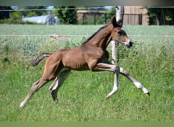 Trakehner, Semental, , Castaño