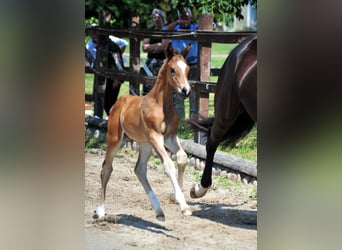 Trakehner, Semental, , Castaño