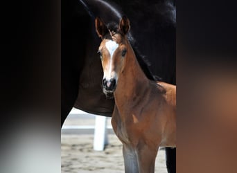 Trakehner, Semental, , Castaño