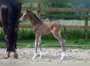 Trakehner, Semental, , Castaño