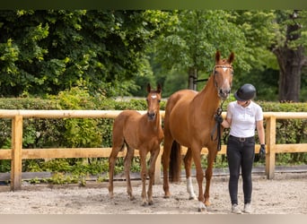 Trakehner, Semental, Potro (03/2026), Castaño