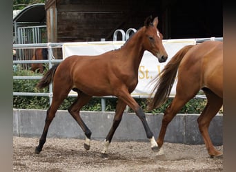 Trakehner, Semental, Potro (02/2026), Castaño