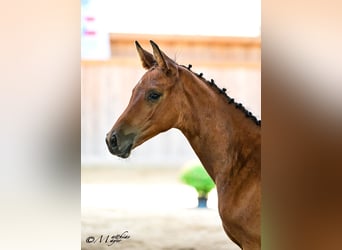 Trakehner, Semental, Potro (05/2026), Castaño