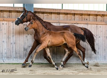 Trakehner, Semental, Potro (05/2026), Castaño
