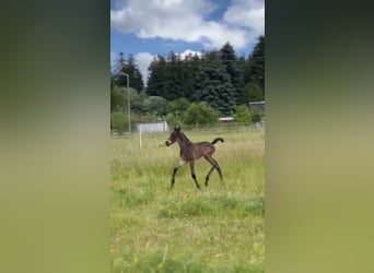Trakehner Mestizo, Semental, Potro (06/2023), Castaño