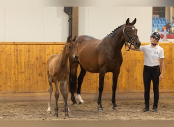 Trakehner, Semental, Potro (05/2026), Castaño