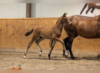 Trakehner, Semental, Potro (05/2026), Castaño