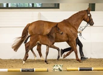 Trakehner, Semental, Potro (05/2026), Castaño