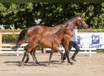 Trakehner, Semental, Potro (04/2026), Castaño